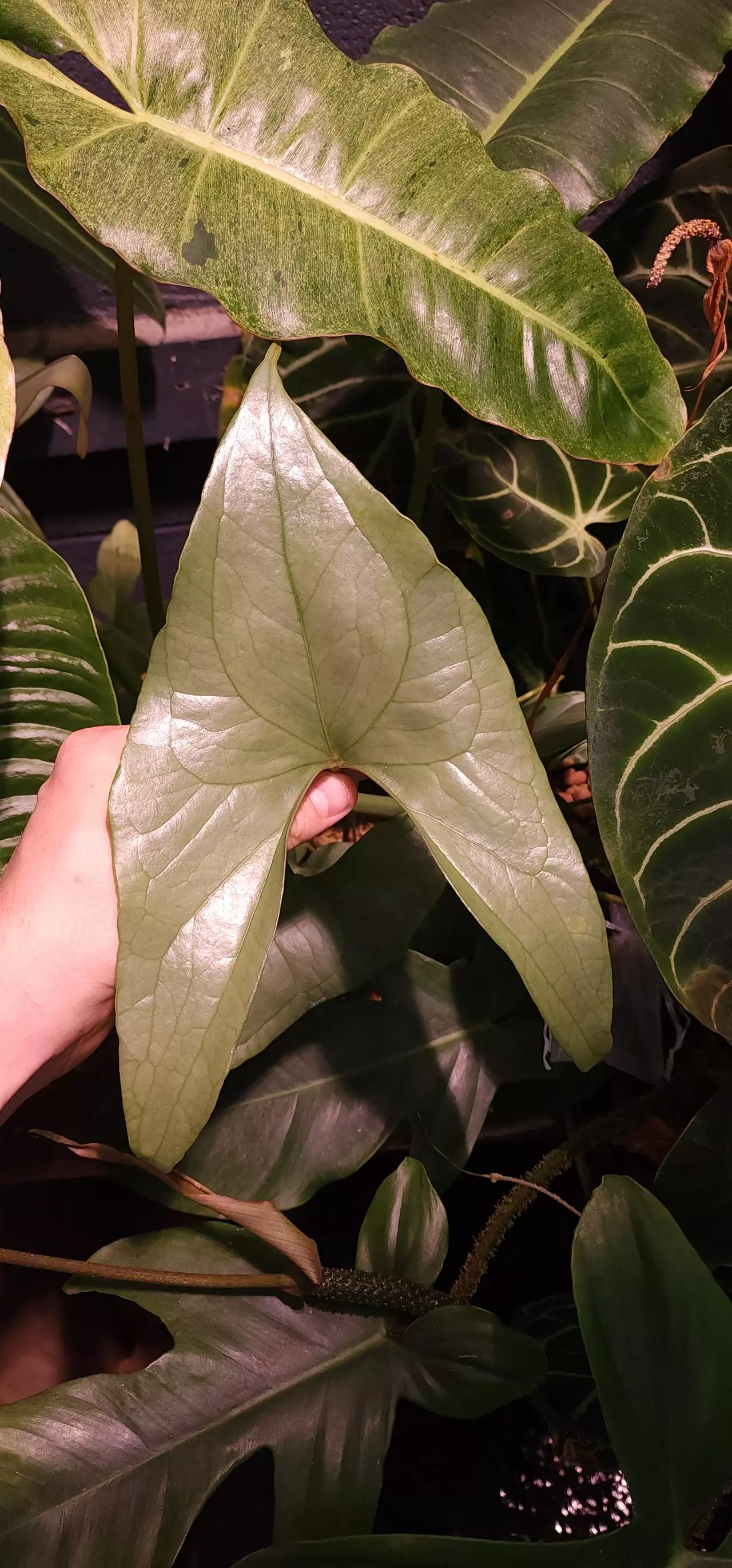 shipping_upgrade/UPS Next Day Air Saver Shipping Upgrade-0