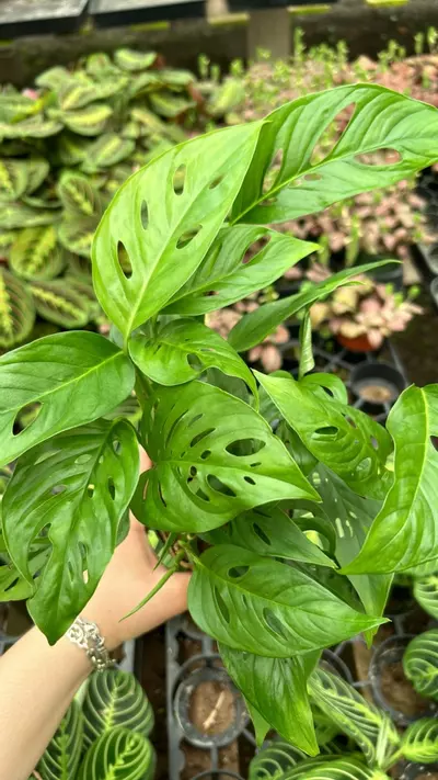 plant/Monstera Adansonii 4”-1-thumbnail