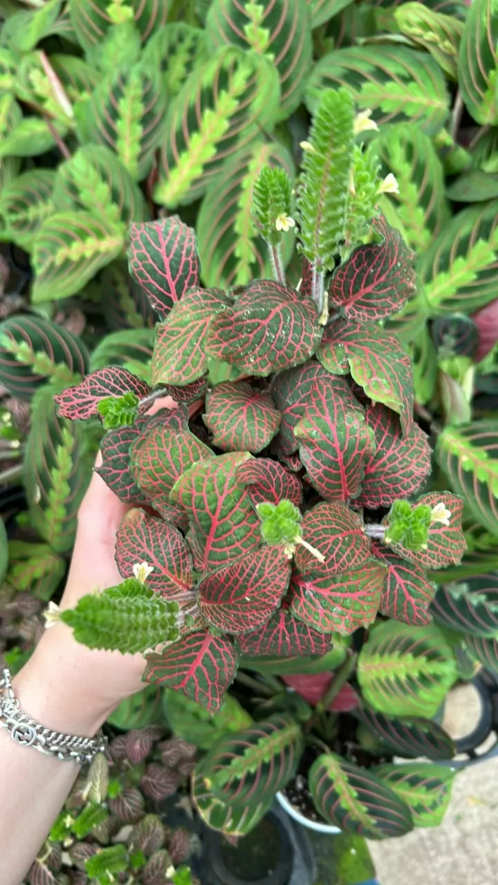 plant/Red Fittonia 4”-1