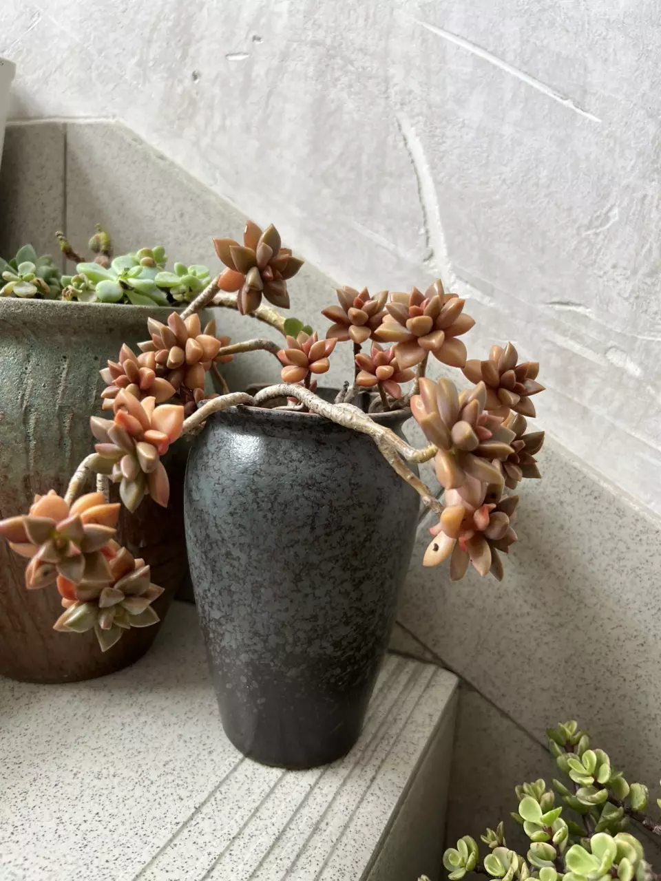 plant/Internal test item-1