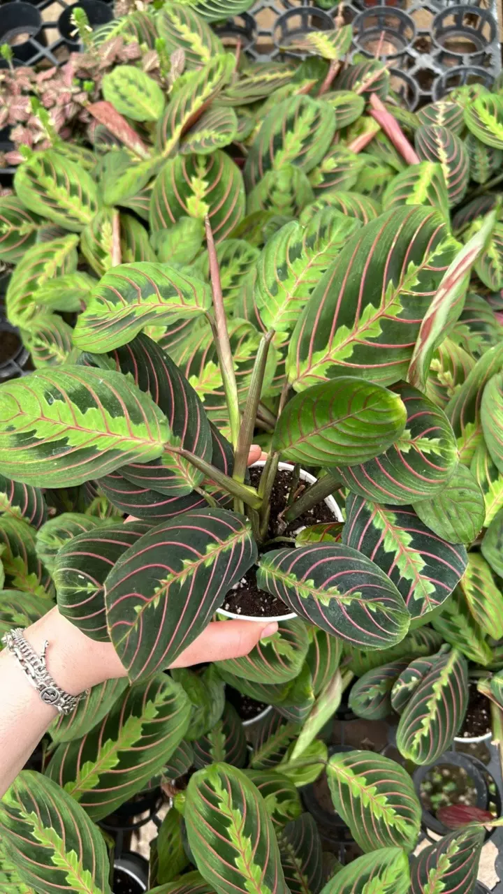 plant/Red Maranta 4”-2