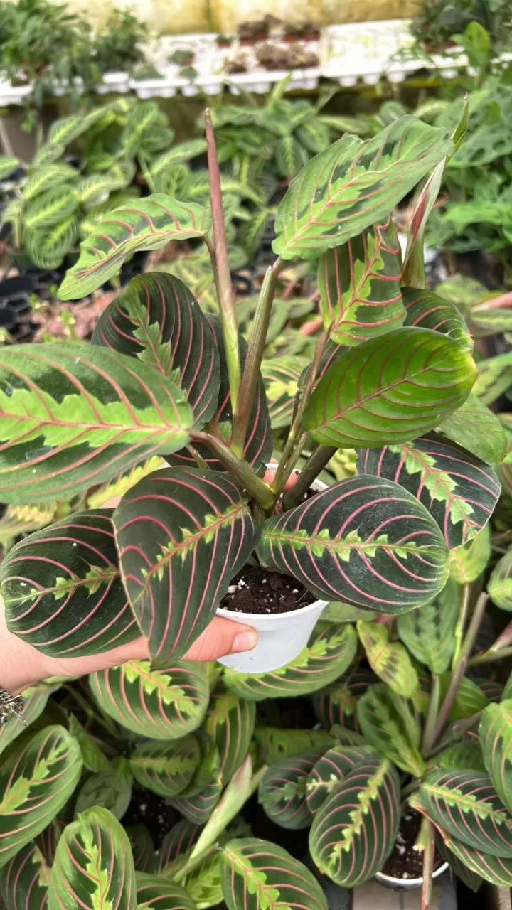 plant/Red Maranta 4”-0