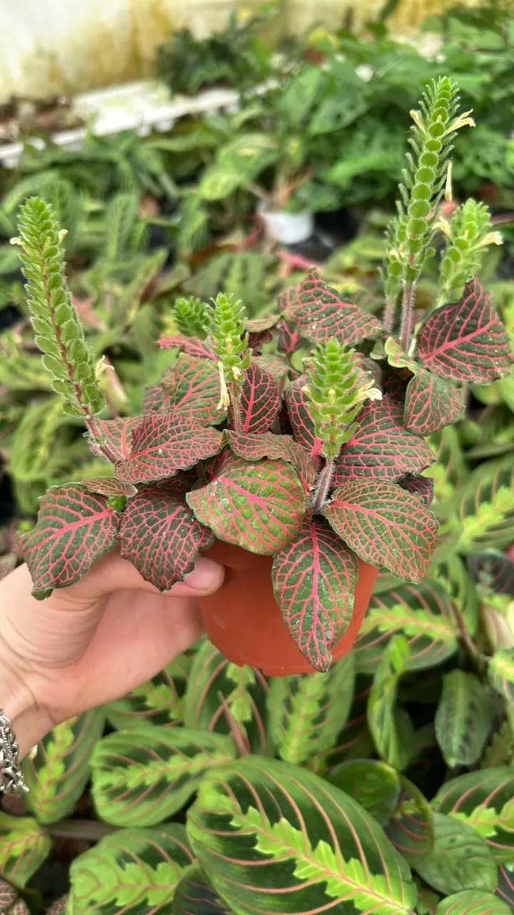 plant/Red Fittonia 4”-0