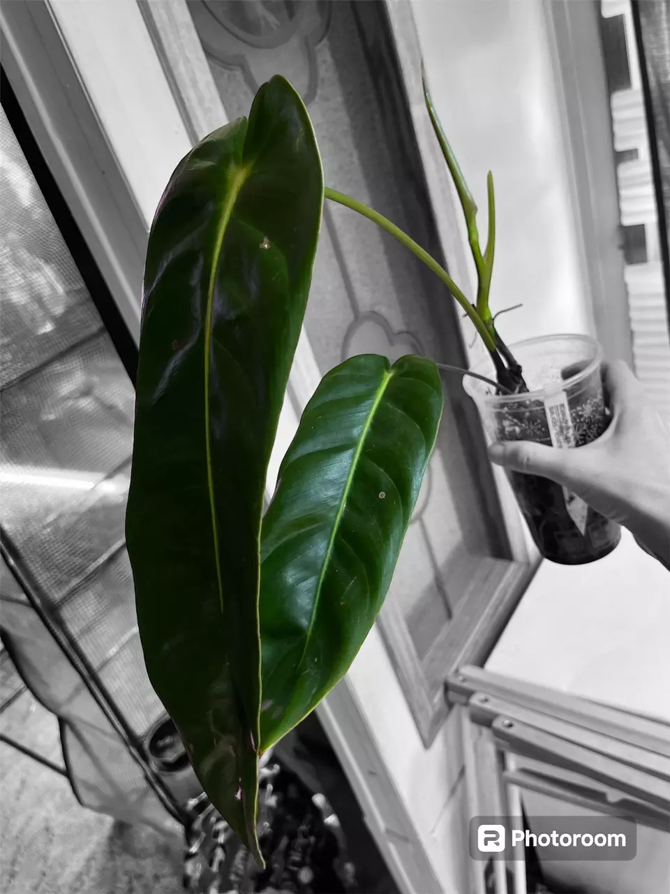 plant/Philodendron green sky-0