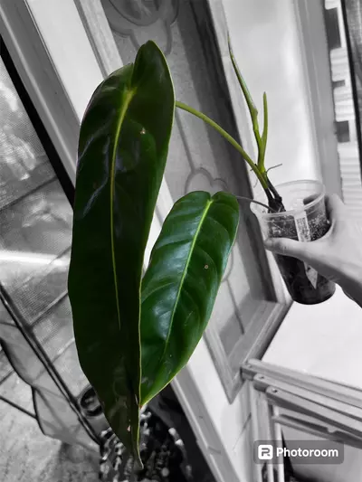 plant/Philodendron green sky-0-thumbnail
