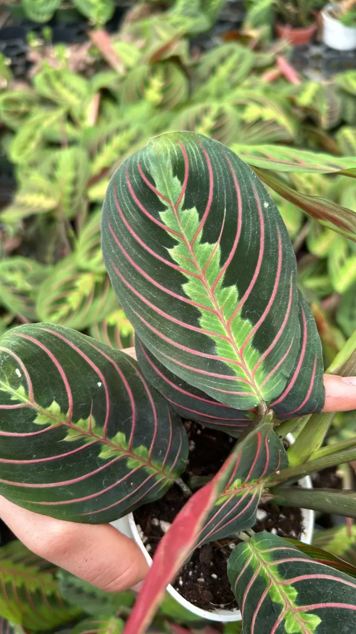 plant/Red Maranta 4”-1