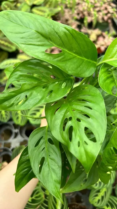 plant/Monstera Adansonii 4”-2-thumbnail