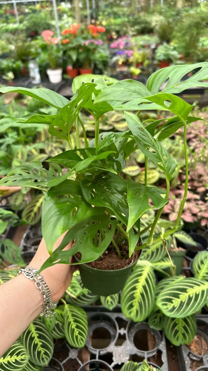 plant/Monstera Adansonii 4”-0