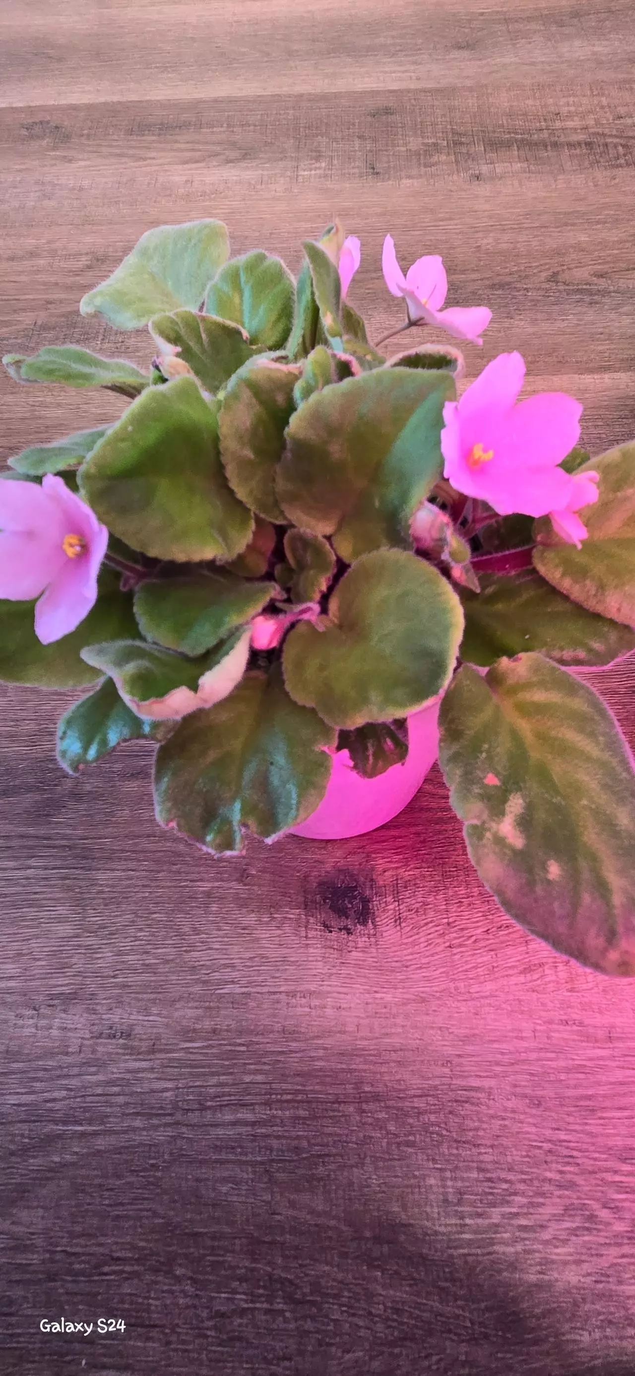 plant/African Violet-1