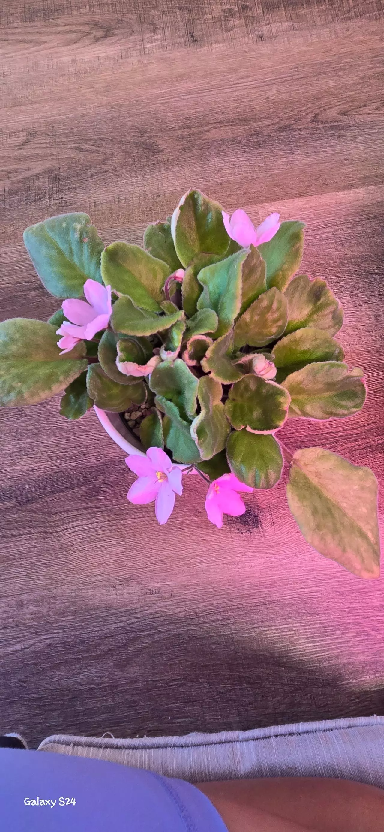 plant/African Violet-2