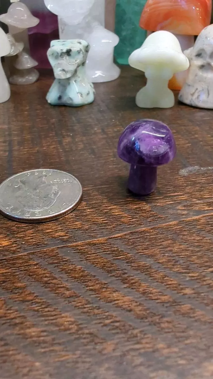 plant/Mini Mushrooms *You pick*-0