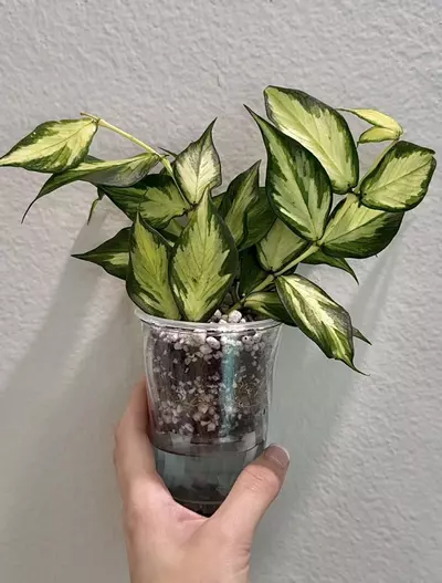plant/Rooted Cutting E - Hoya Polyneura Inner Variegated-2-thumbnail