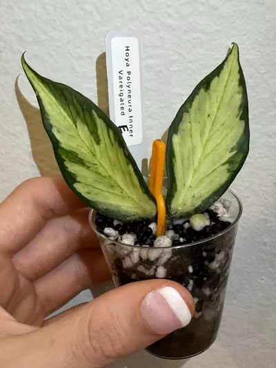 plant/Rooted Cutting E - Hoya Polyneura Inner Variegated-0-thumbnail