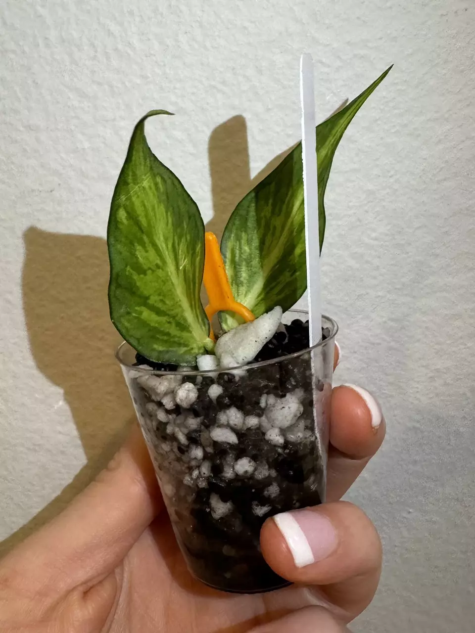 plant/Rooted Cutting E - Hoya Polyneura Inner Variegated-1