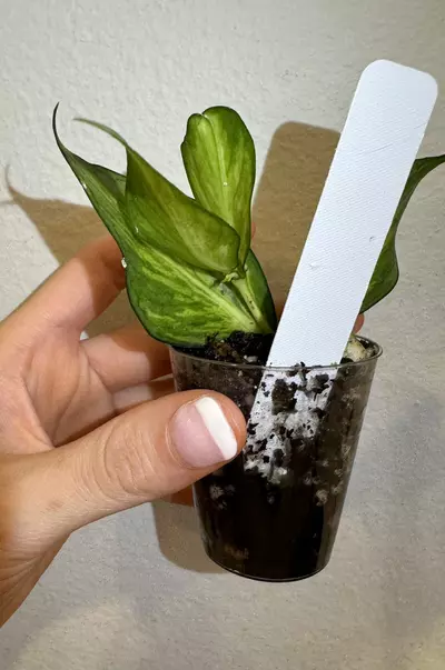plant/Rooted Cutting B - Hoya Polyneura Inner Variegated-4-thumbnail