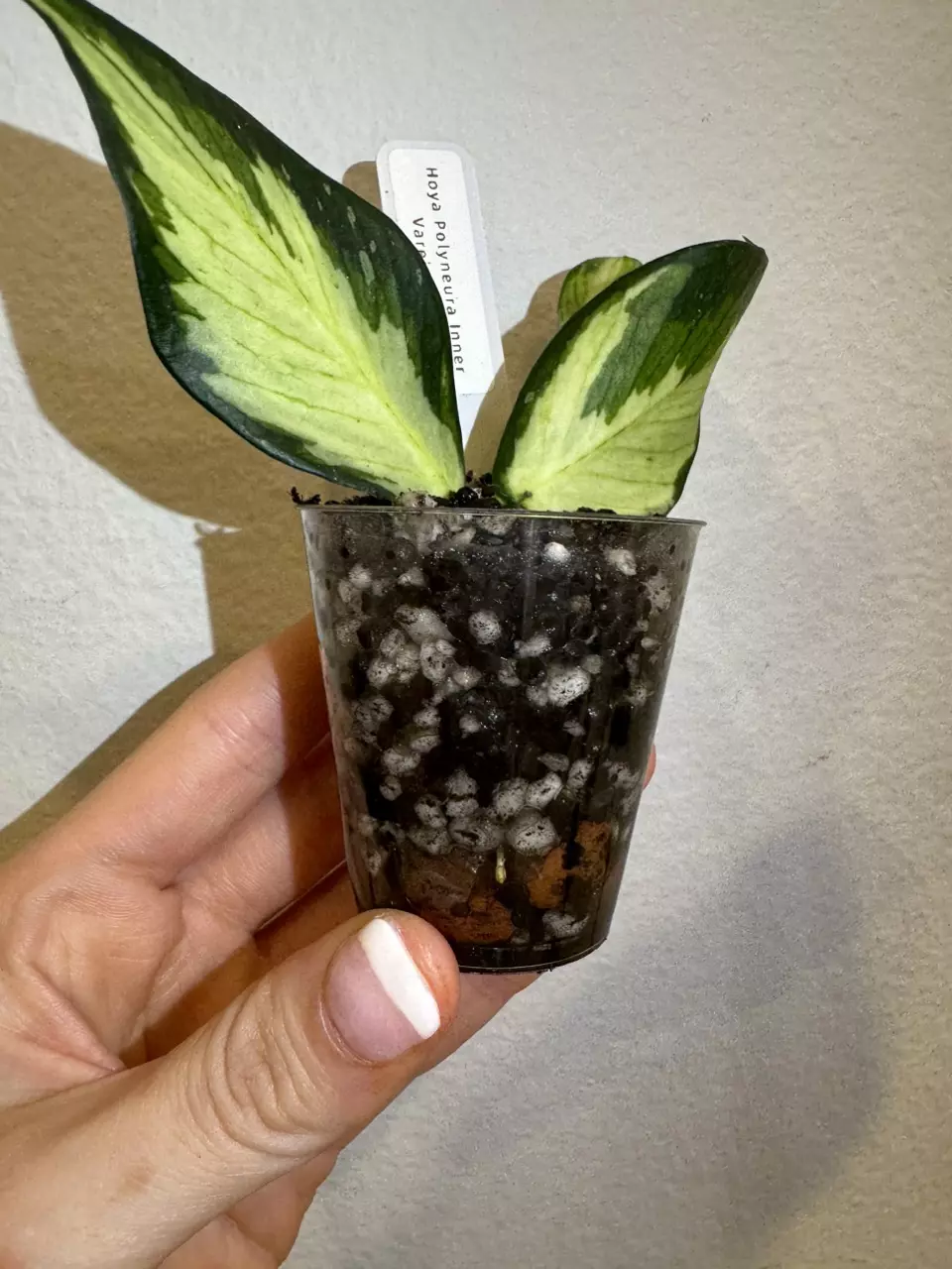plant/Rooted Cutting B - Hoya Polyneura Inner Variegated-1