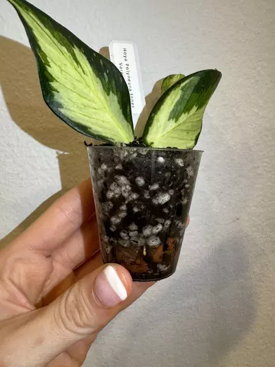 plant/Rooted Cutting B - Hoya Polyneura Inner Variegated-1-thumbnail