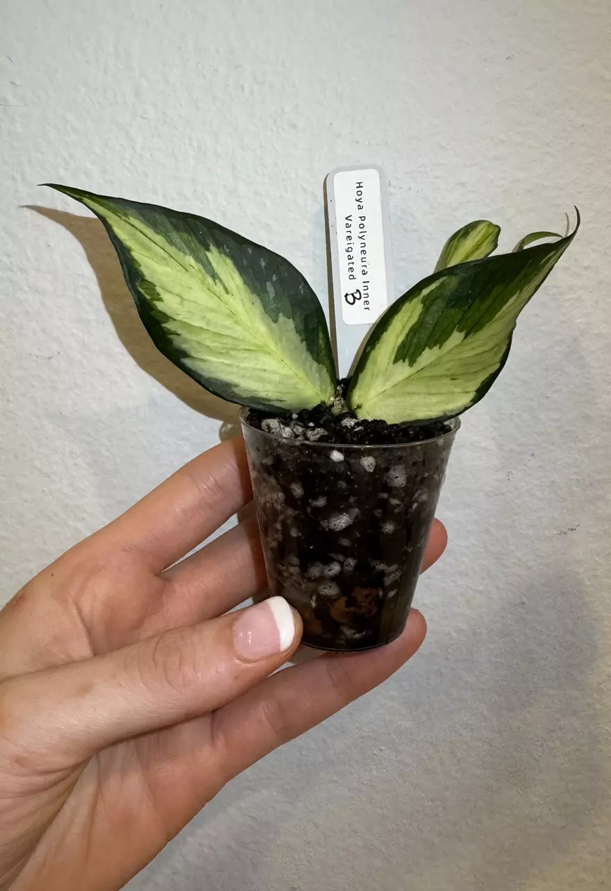 plant/Rooted Cutting B - Hoya Polyneura Inner Variegated-0