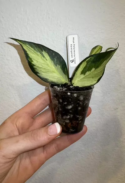 plant/Rooted Cutting B - Hoya Polyneura Inner Variegated-0-thumbnail