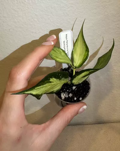 plant/Rooted Cutting B - Hoya Polyneura Inner Variegated-3-thumbnail