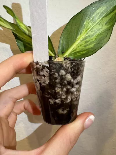 plant/Rooted Cutting B - Hoya Polyneura Inner Variegated-2-thumbnail