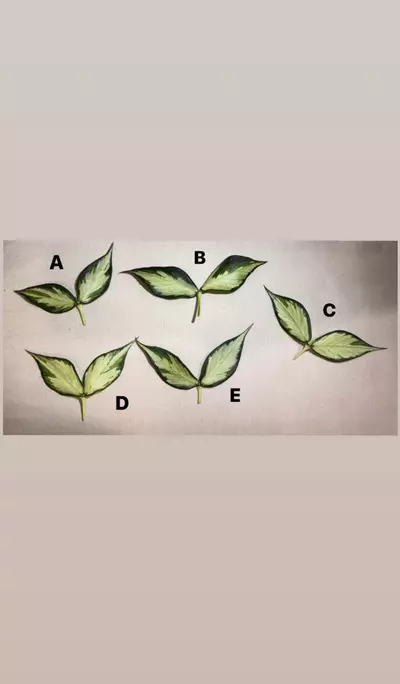 plant/Rooted Cutting B - Hoya Polyneura Inner Variegated-6-thumbnail