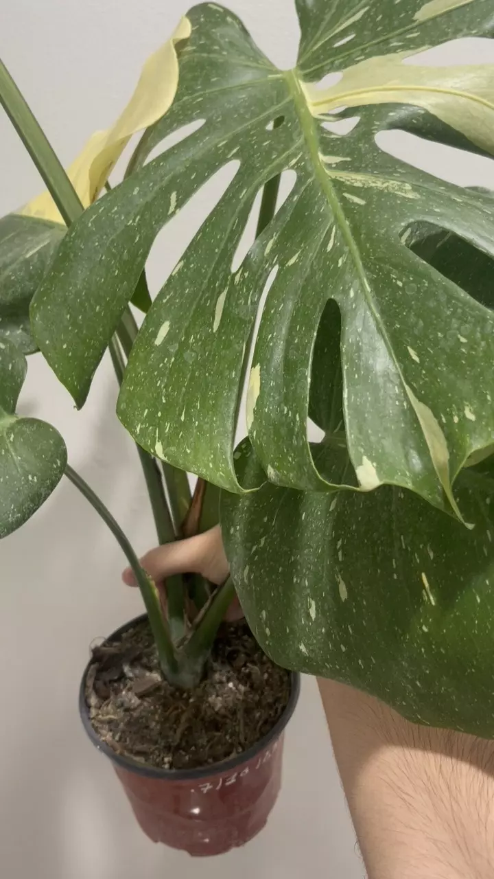 plant/🌱 6” Monstera Thai Constellation-4
