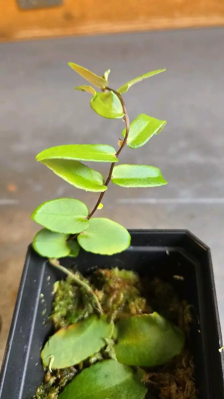 plant/Marcgravia sintenisii-0