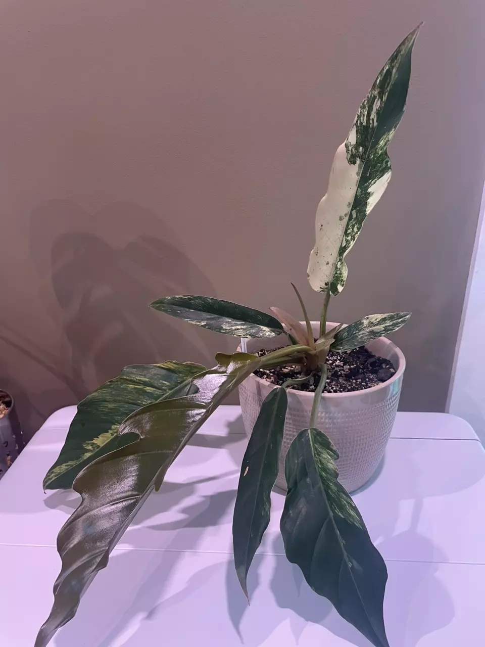 plant/Caramel Marble Philodendron-0