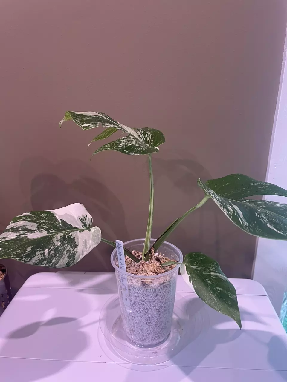 plant/Monstera Albo-2