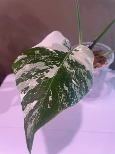 plant/Monstera Albo-1-thumbnail