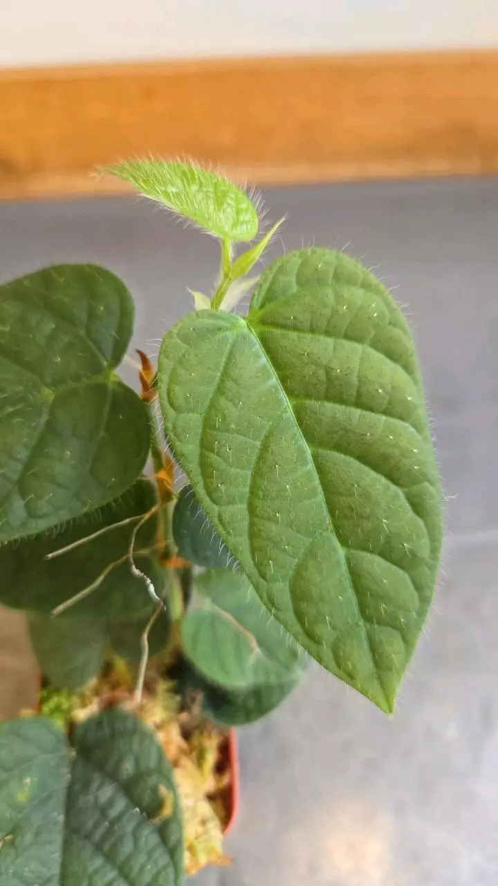 plant/Ficus villosa-1