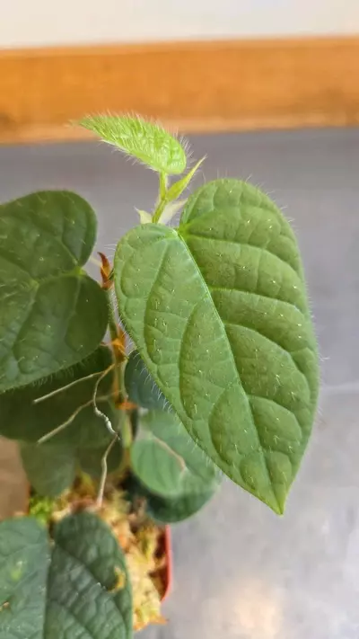 plant/Ficus villosa-1-thumbnail