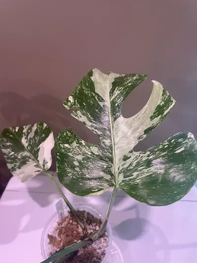 plant/Monstera Albo-0-thumbnail