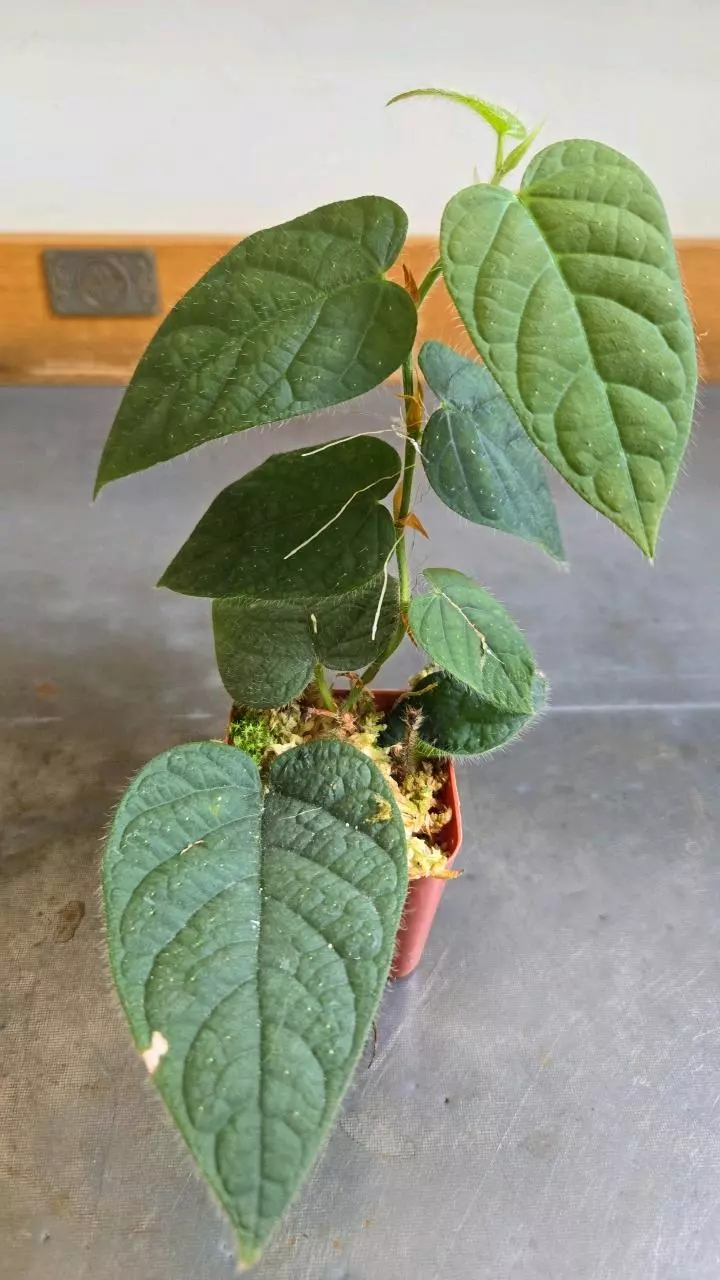 plant/Ficus villosa-0
