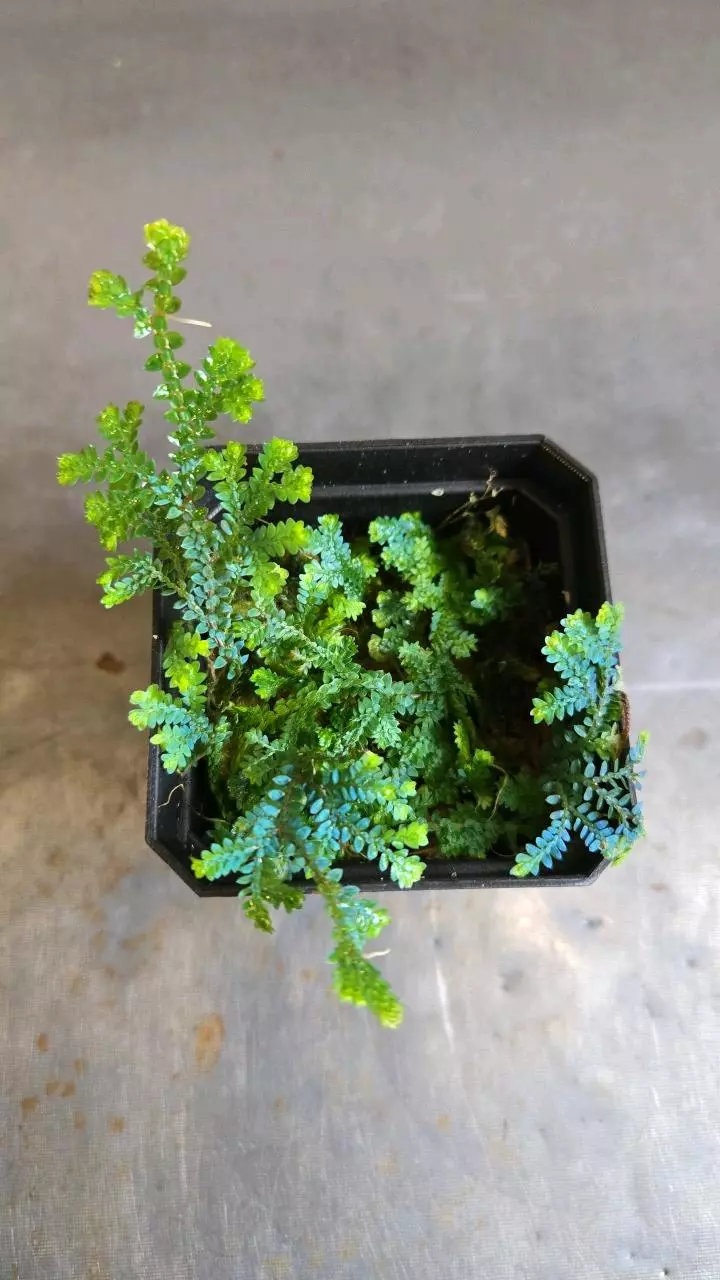 plant/Selaginella uncinata-0