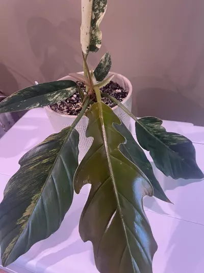 plant/Caramel Marble Philodendron-1-thumbnail