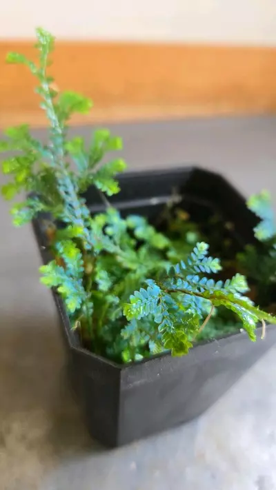 plant/Selaginella uncinata-1-thumbnail