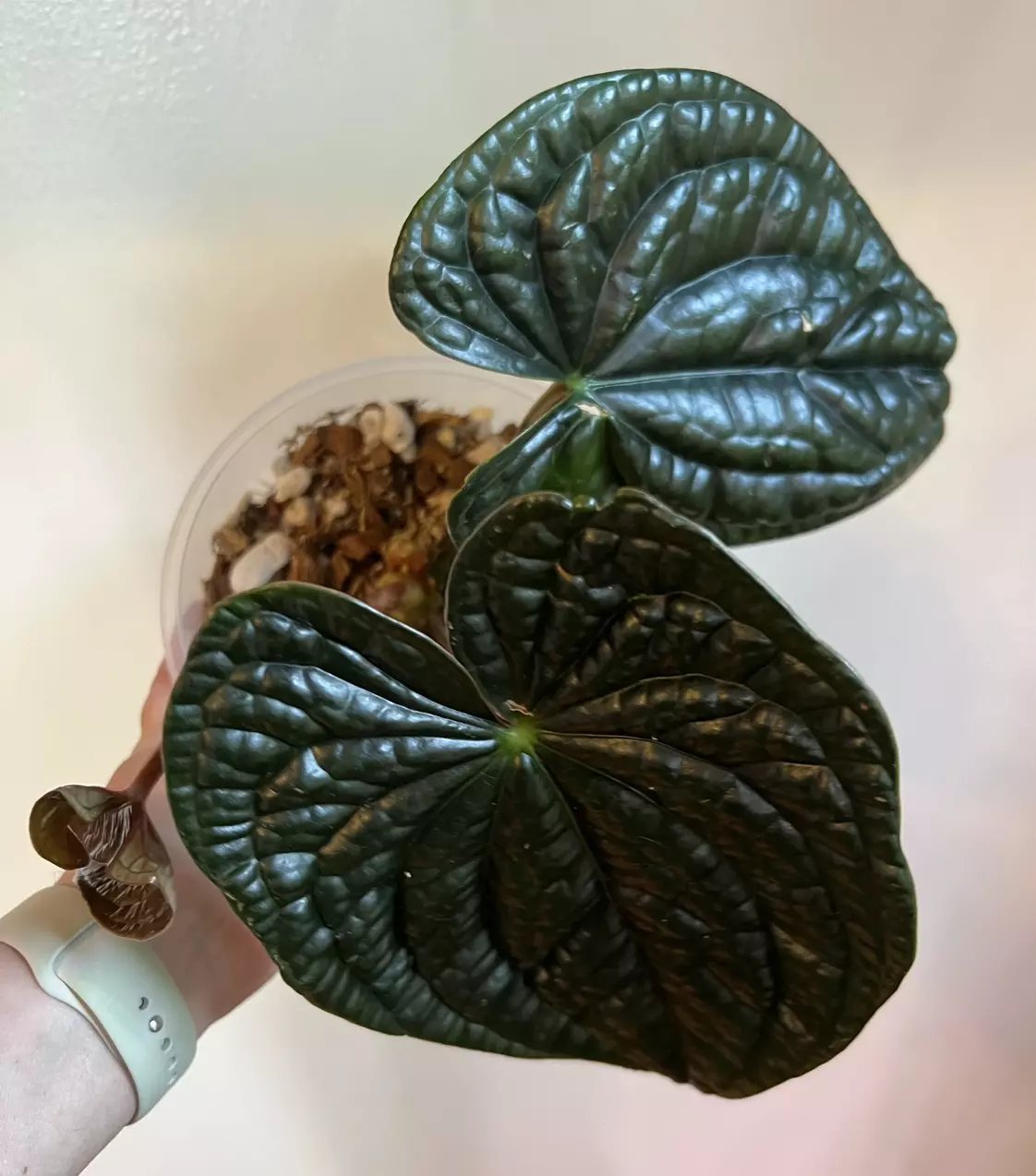 plant/Anthurium Luxurians-0