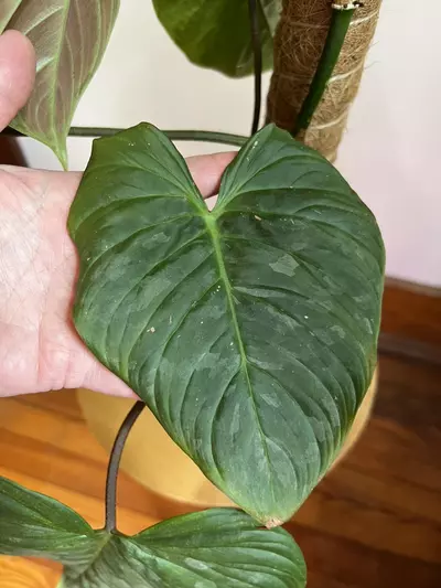 plant/Philodendron Majestic (Sodiori x Verrucosm)-6-thumbnail