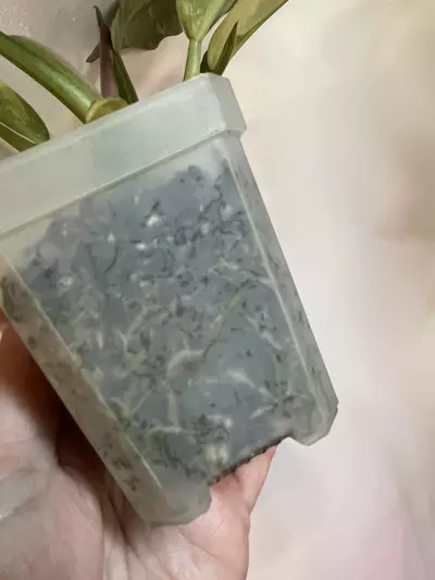 plant/Philodendron Ring of Fire-5-thumbnail