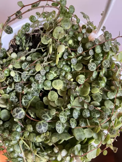 plant/String of Turtles Hanging Plant (Peperomia prostrate)-6-thumbnail