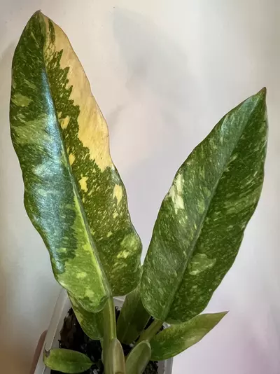 plant/Philodendron Ring of Fire-2-thumbnail