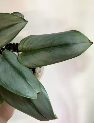 plant/Moonlight Scindapsus (Scindapsus treubii 'Moonlight')-1-thumbnail