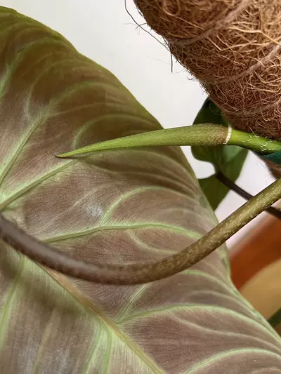 plant/Philodendron Majestic (Sodiori x Verrucosm)-8-thumbnail