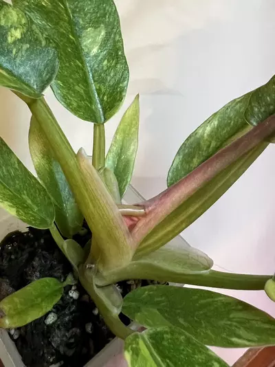 plant/Philodendron Ring of Fire-3-thumbnail