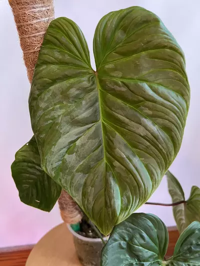 plant/Philodendron Majestic (Sodiori x Verrucosm)-2-thumbnail