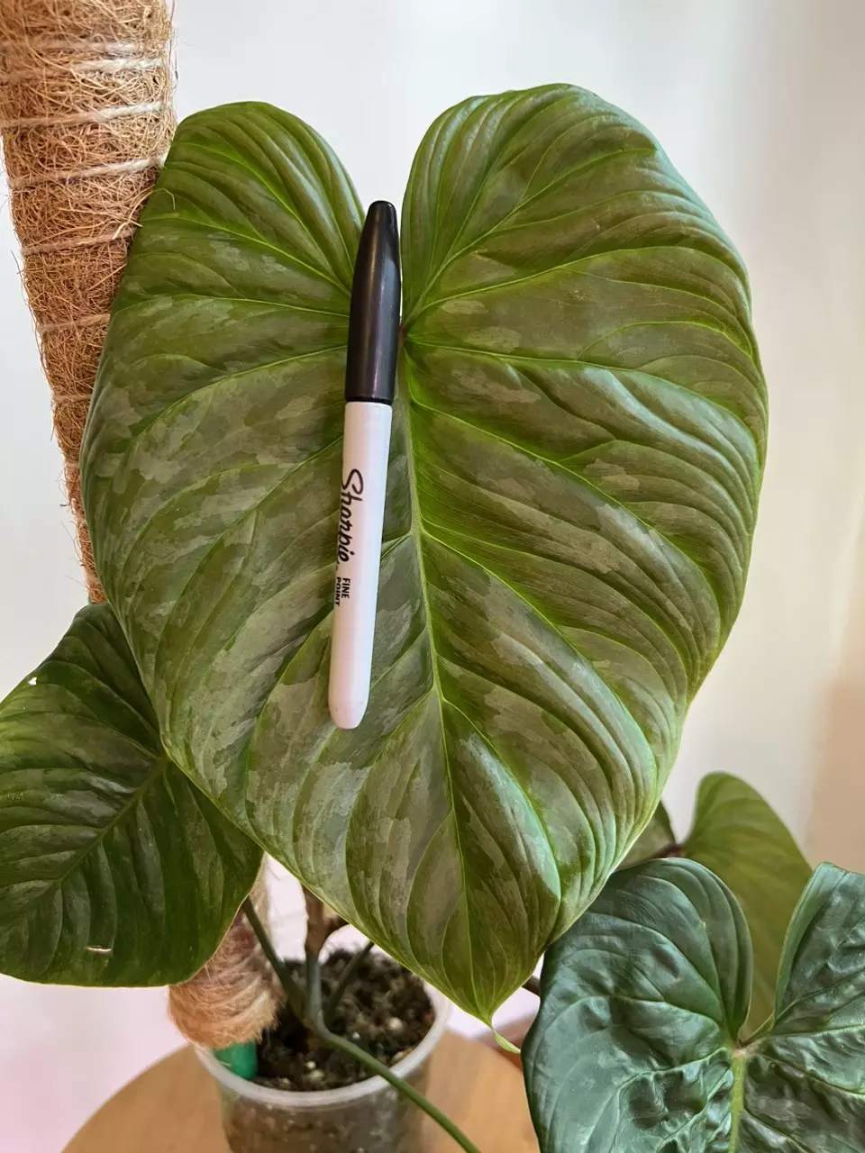 plant/Philodendron Majestic (Sodiori x Verrucosm)-1