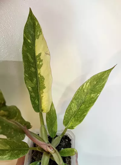 plant/Philodendron Ring of Fire-4-thumbnail