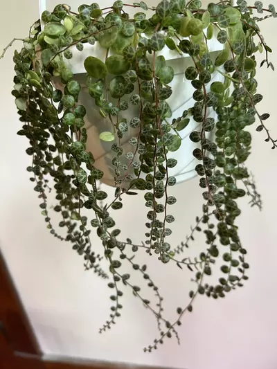 plant/String of Turtles Hanging Plant (Peperomia prostrate)-3-thumbnail